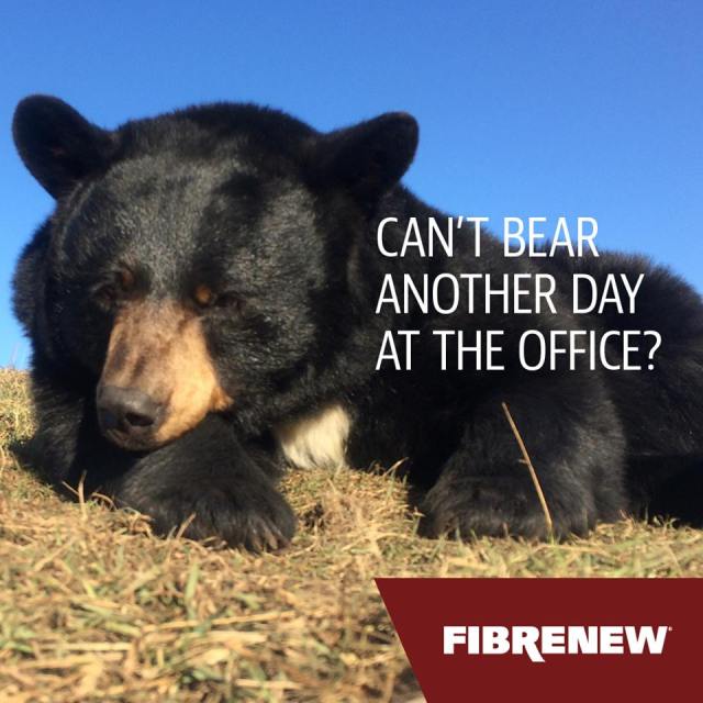 Can't Bear Another Day at the Office